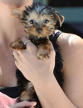 Ce mini chien appartient à une star de la pop