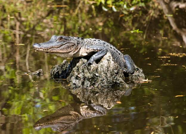 Bébé alligators dans le Bayou