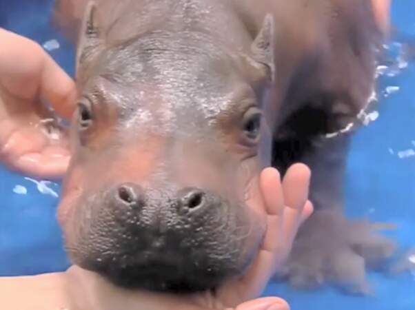 Il naît des hippos, même à Cincinatti...