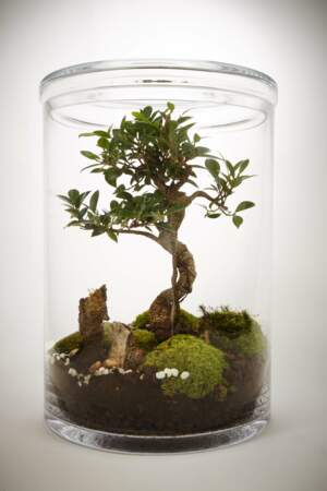 Un terrarium avec un bonsaï