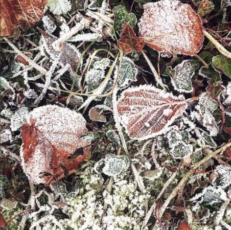 L’hiver s’installe sur le tapis des feuilles d’automne