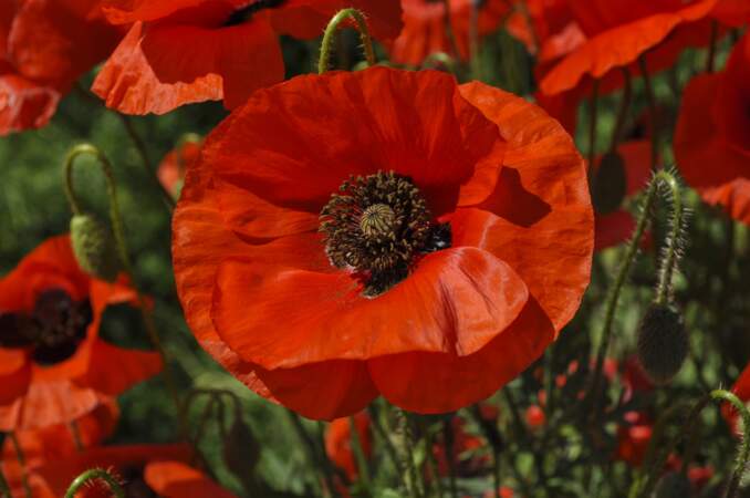 Le coquelicot, formidable antistress