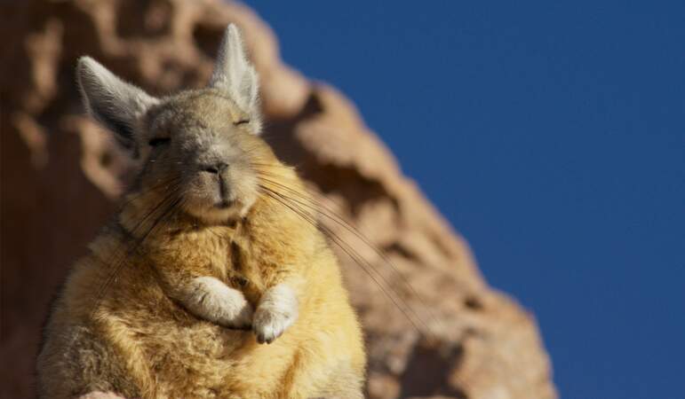 Viscache, cordillère des Andes