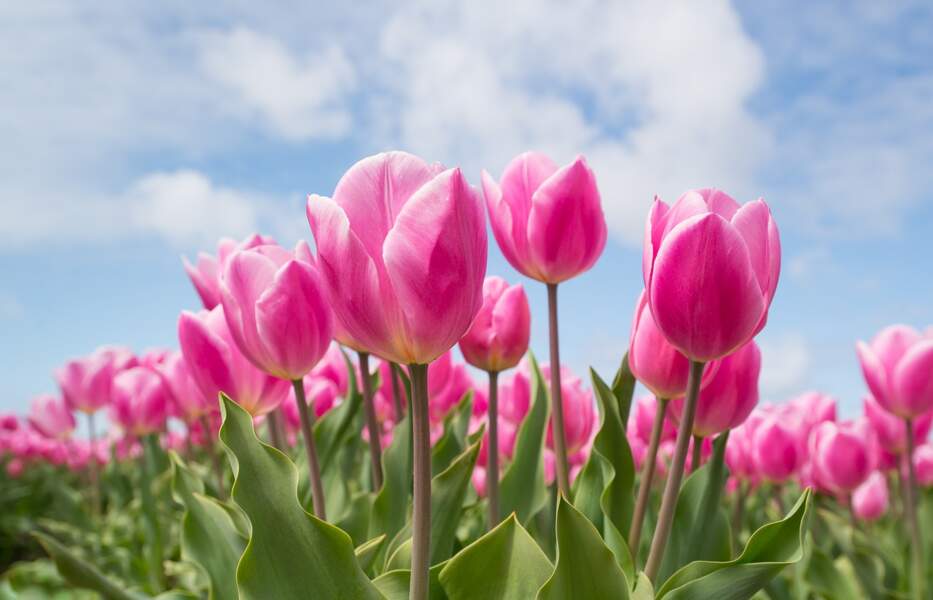 La tulipe pour le Cancer du deuxième décan