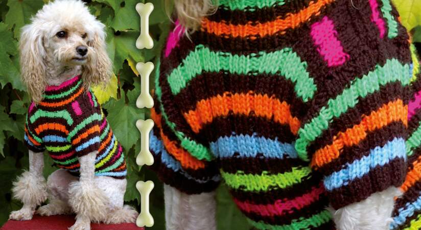 Un pull pour chien au tricot