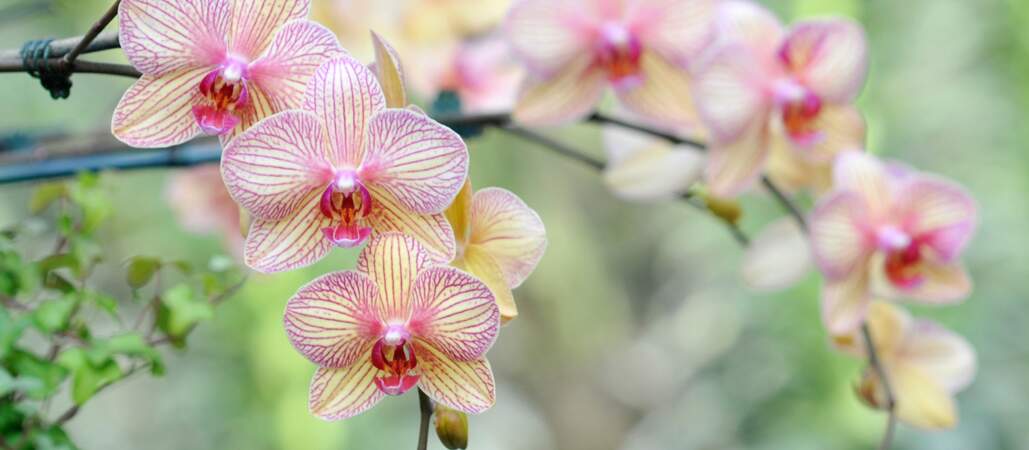 Faire refleurir une orchidée, c'est facile !