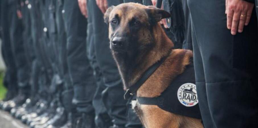 Diesel, la chienne du RAID tuée dans l'assaut de Saint-Denis