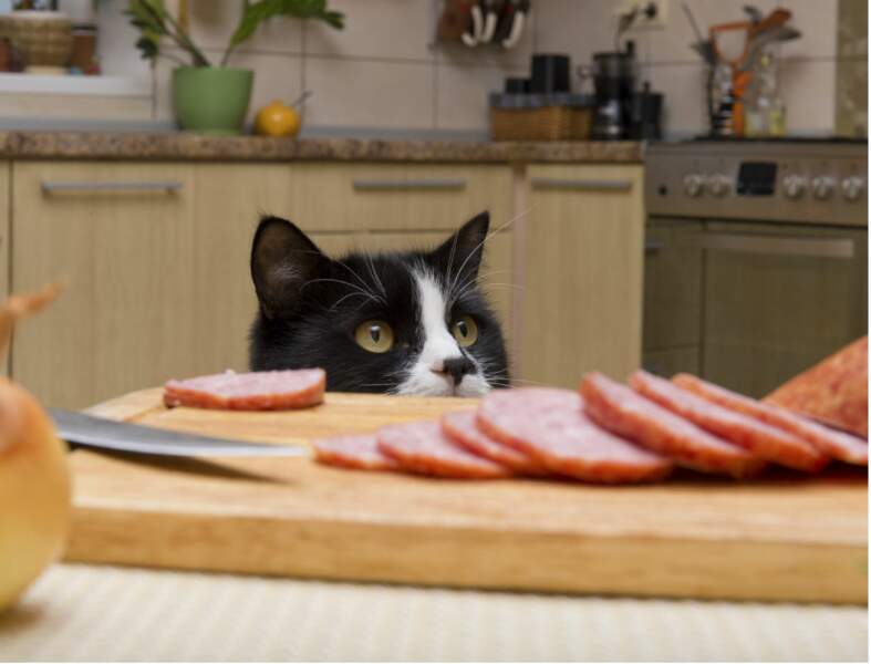 Ce que révèle l'alimentation de votre chat