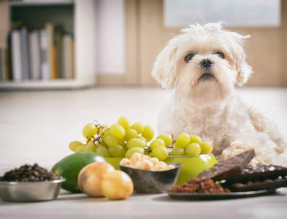 Quels sont les 10 aliments les plus dangereux pour vos chiens et chats ?