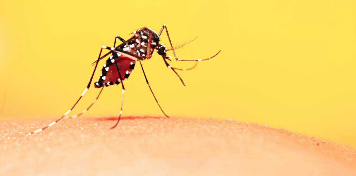 L’erreur que l'on fait tous et qui attire les moustiques dans notre maison