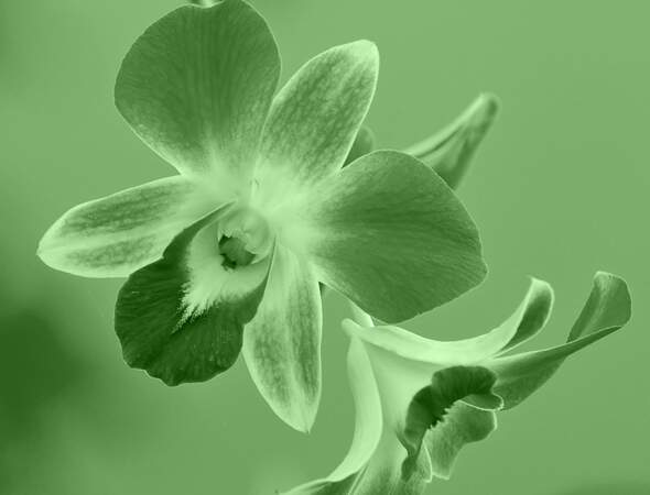 Astro tahitienne : Vous êtes l'Orchidée