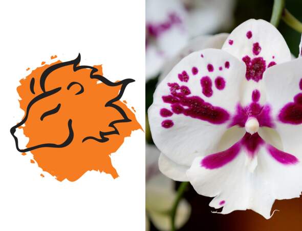 La plante porte-bonheur du Lion : l'orchidée-papillon