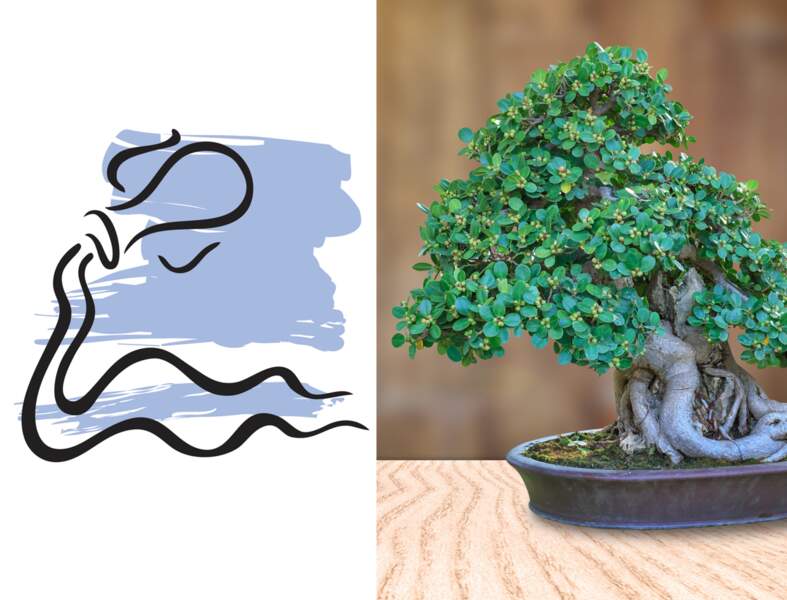 La plante porte-bonheur du Verseau : le bonsaïs