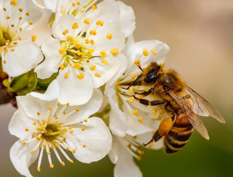 Quelles sont les plantes à privilégier pour aider les abeilles au jardin ?