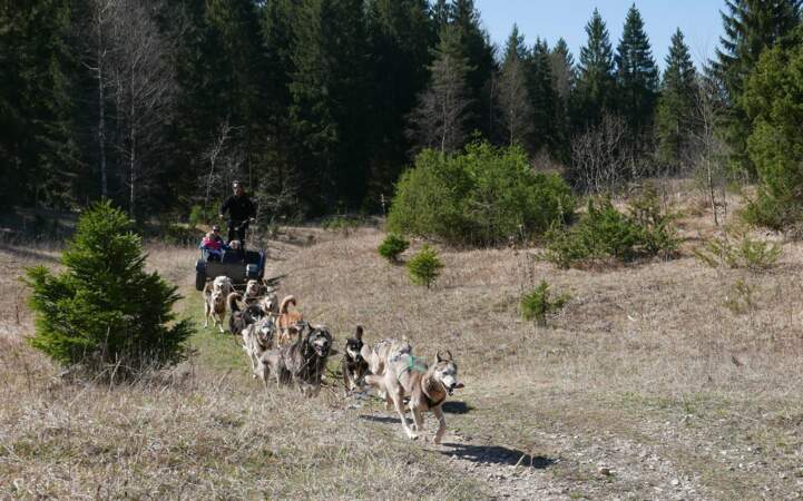 Le Jura en cani-kart attelé à des chiens