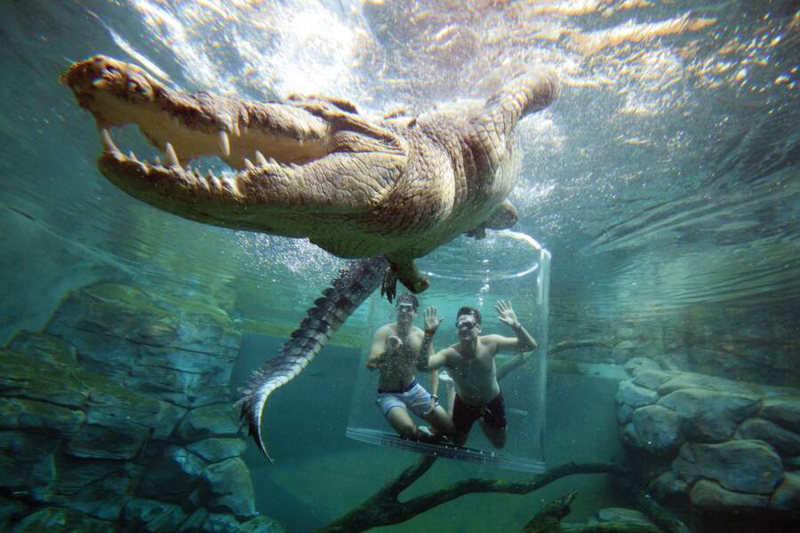 Nager à côté d'un crocodile marin à Darwin