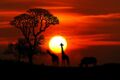 Horoscope africain : découvrez votre signe et son portrait