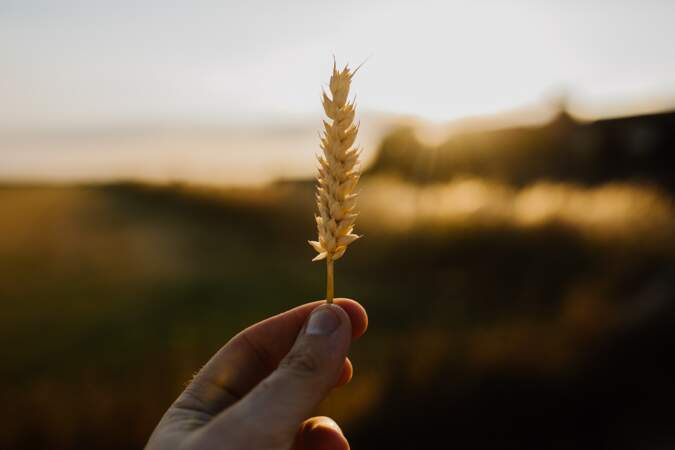 Les germes de blé : pour faire le plein de potassium