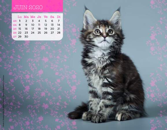 Calendrier Miaou 2020 : Juin