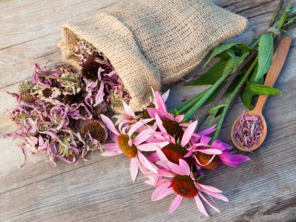 Comment préparer une tisane contre le rhume ? - Blog Promesse de fleurs