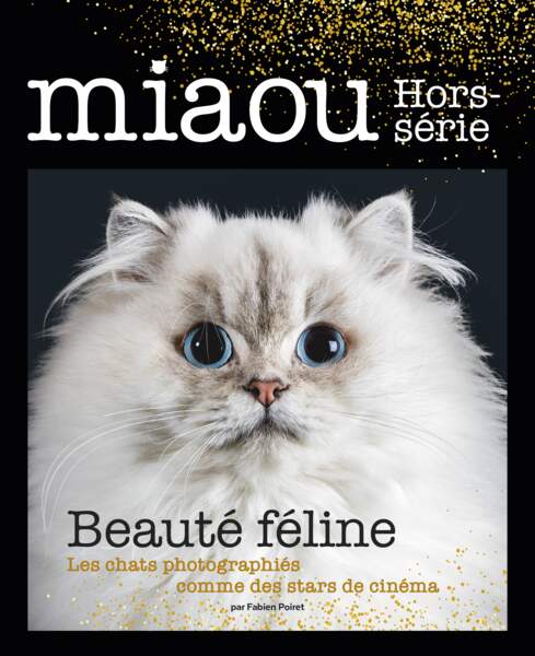 MIAOU : Les chats photographiés comme des stars de cinéma