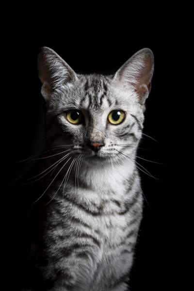 Le Mau égyptien : un chat hypnotique