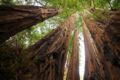 Parc national de Redwood : la forêt des Ewoks aux Etats-Unis