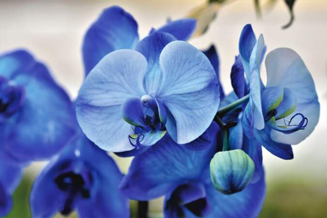 L'orchidée bleue : tout savoir sur cette fleur