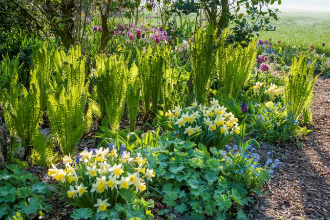 Narcisses, tulipes, forsythias : comment aménager un jardin fleuri