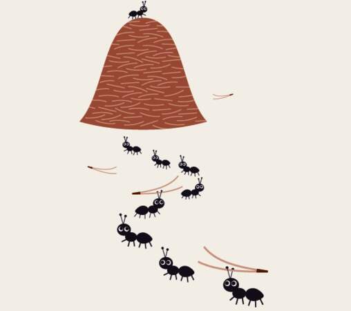 La colonie de fourmis