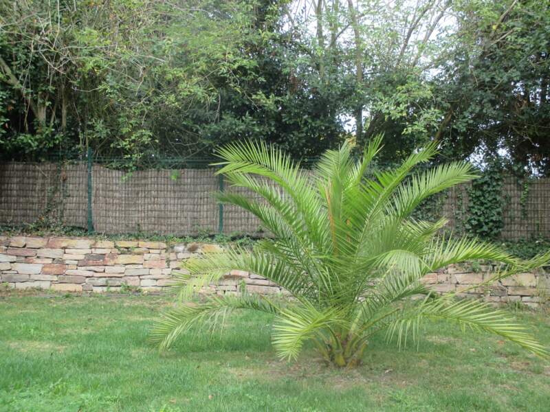 5 conseils avant de planter un palmier dans son jardin
