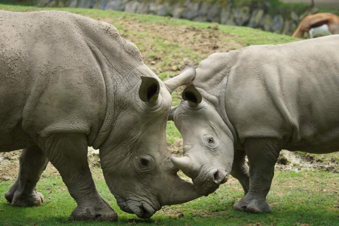 Rhinocéros blancs.