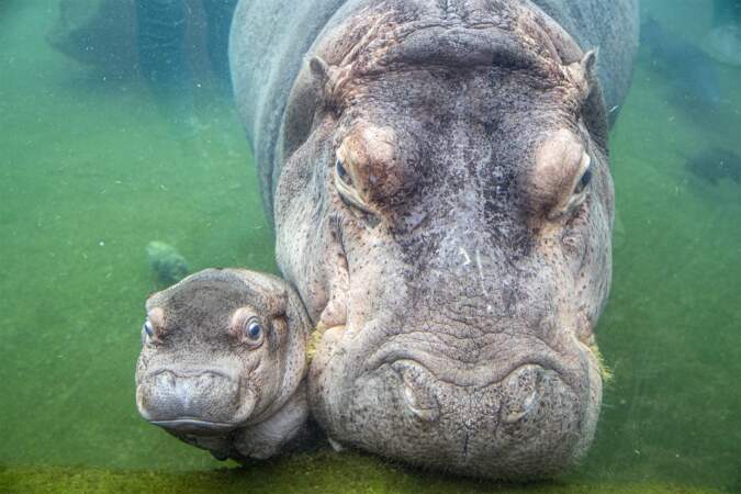 Gloria, le bébé hippopotame.