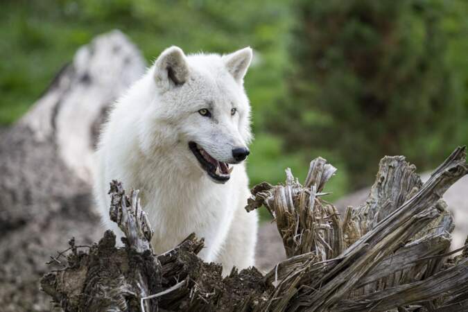 Loup arctique.