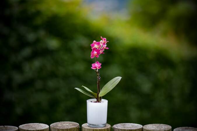 5 objets de la maison à recycler en pots de fleurs