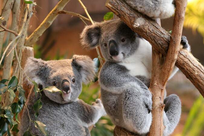 Les koalas.