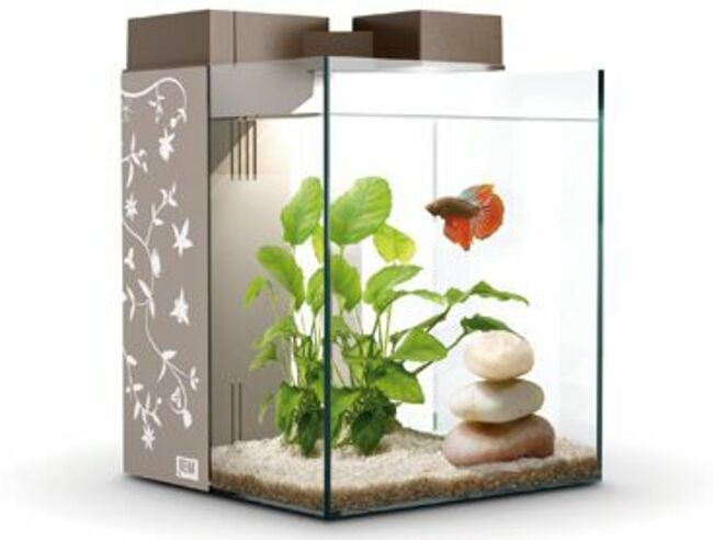 Aquarium Design pour Poisson Rouge - Décorations Aquarium