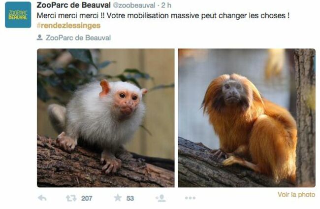 Zoo de Beauval: «Les voleurs savaient exactement quels singes prendre»