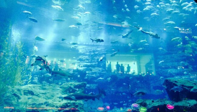 Requins et raies cohabitent dans un aquarium géant situé au coeur du centre commercial.