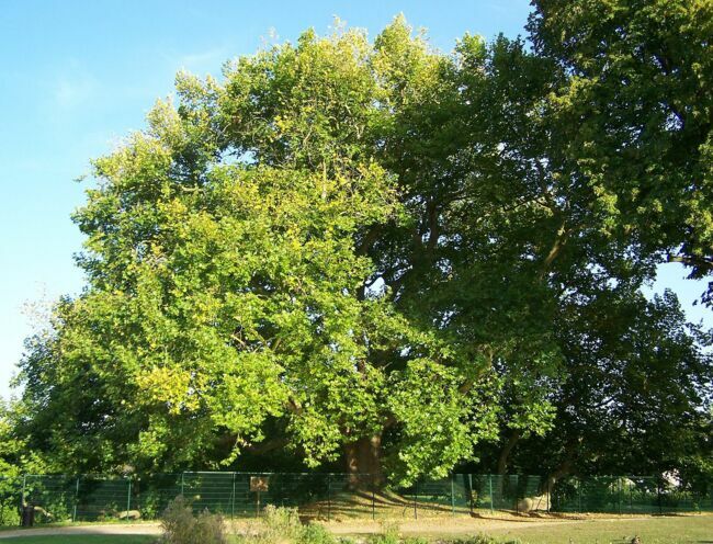 L'arbre de Diane aux Clayes-sous-Bois (Yvelines, France).