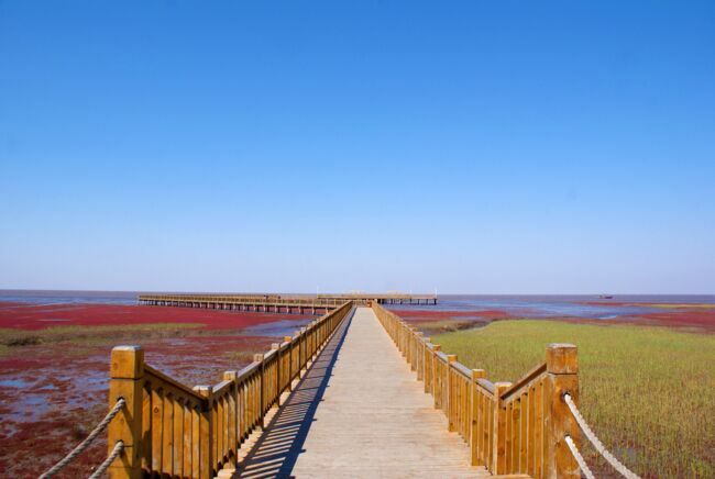 Panjin. Dans le delta du fleuve Liaohe, la plage rouge doit sa couleur à une herbe marine. Un phénomène unique au monde, visible en automne.