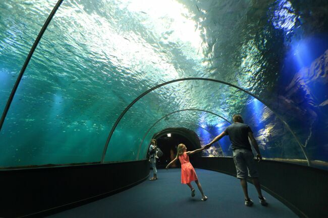 Immersion garantie dans le tunnel panoramique du parcours « Voyage en haute mer ».