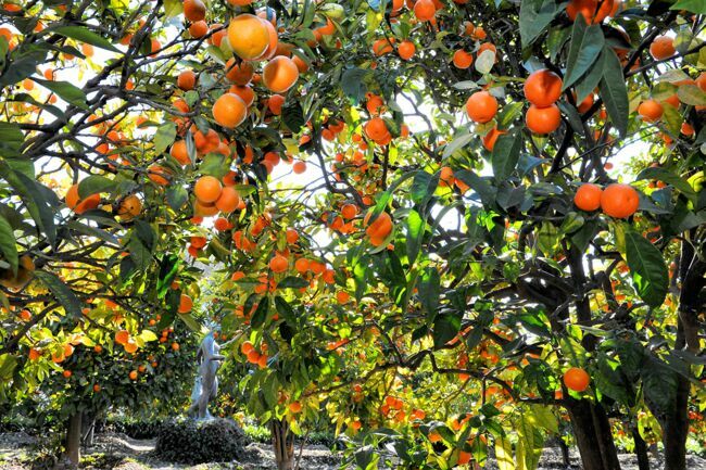 Le jardin recèle une cinquantaine d’essences méditerranéennes, notamment des orangers, très appréciés de l’épouse du peintre.