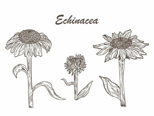  L'Echinacea purpurea est utilisée comme plante médicinale. 