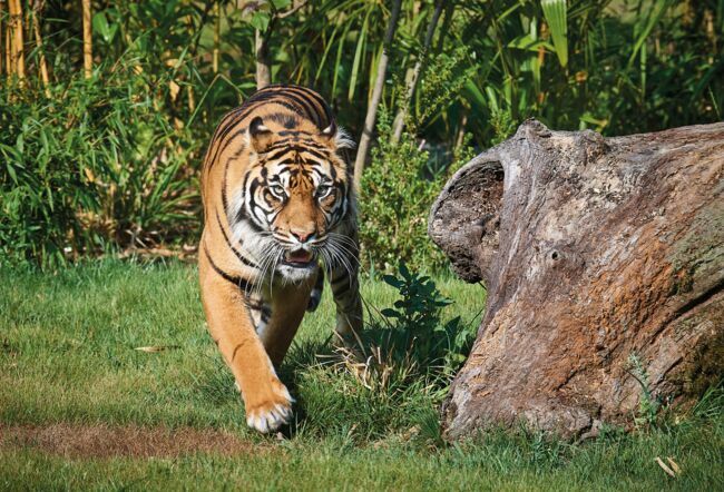 Le tigre de Sumatra.