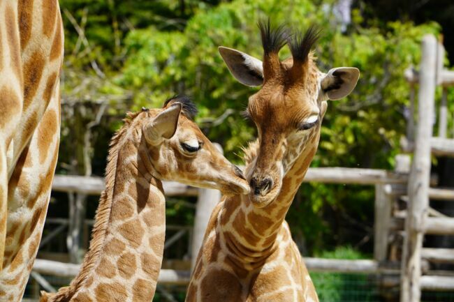 Ces deux girafons sont nés en 2021, à quelques mois d’écart.