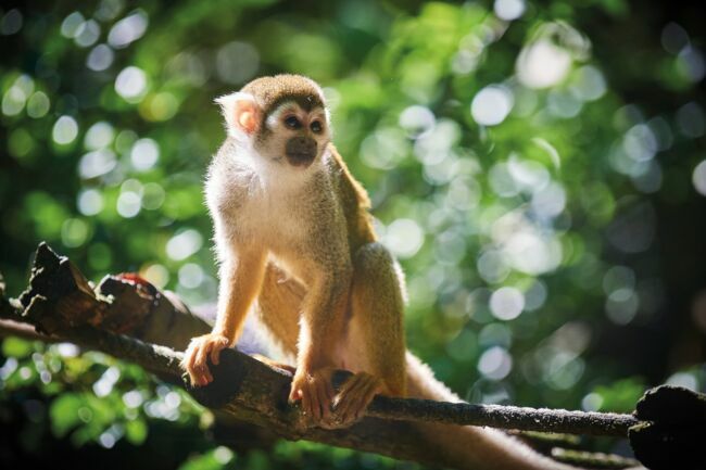 Des petits singes, les saïmiris (ou sapajous) viennent de s’installer dans la volière sud-américaine.