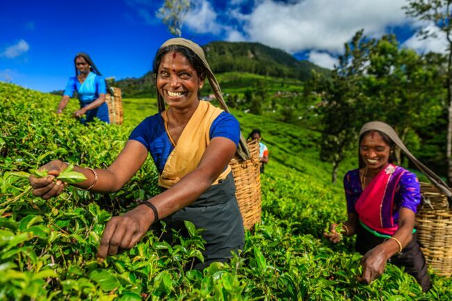  La cueillette du thé par les femmes tamoules.
