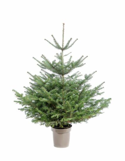 Nos conseils pour choisir un sapin de Noël durable : Femme Actuelle Le MAG