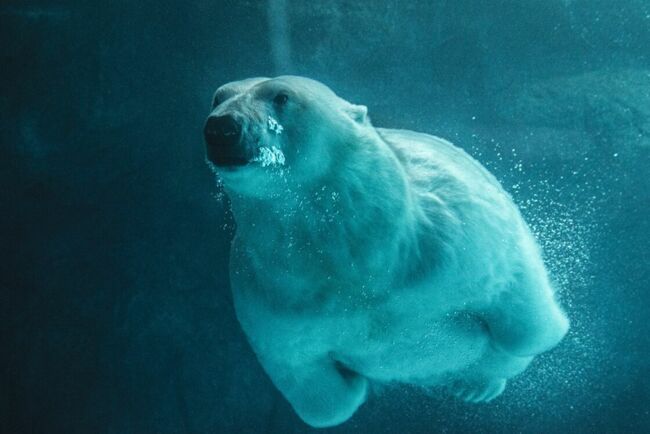 L'ours polaire peut nager sur plusieurs centaines de kilomètres.
